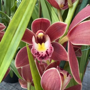 Cymbidium Mini Ivy Fung