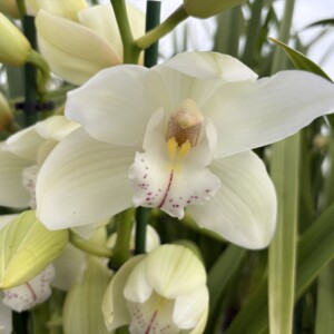 Cymbidium Standard Sam