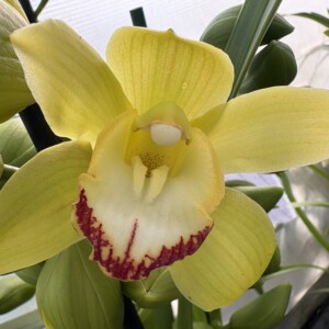 Cymbidium Standard Valley Flor