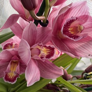 Cymbidium Midi Dark Pink