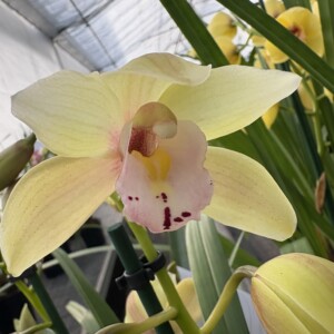 Cymbidium Midi Superba