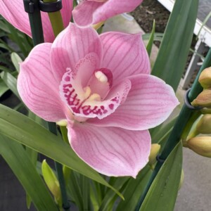 Cymbidium Midi Fukumuse