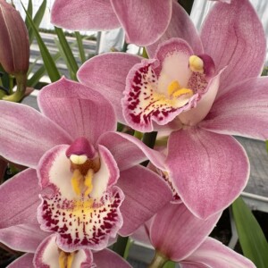 Cymbidium Midi Sweet Flor