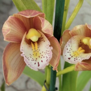 Cymbidium Midi Pocahontas