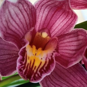 Cymbidium Spring Pink