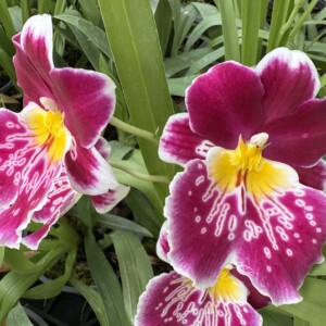 Miltoniopsis 73004