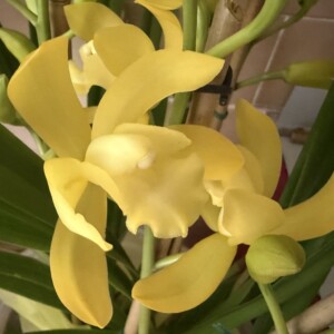 Cymbidium September Yellow