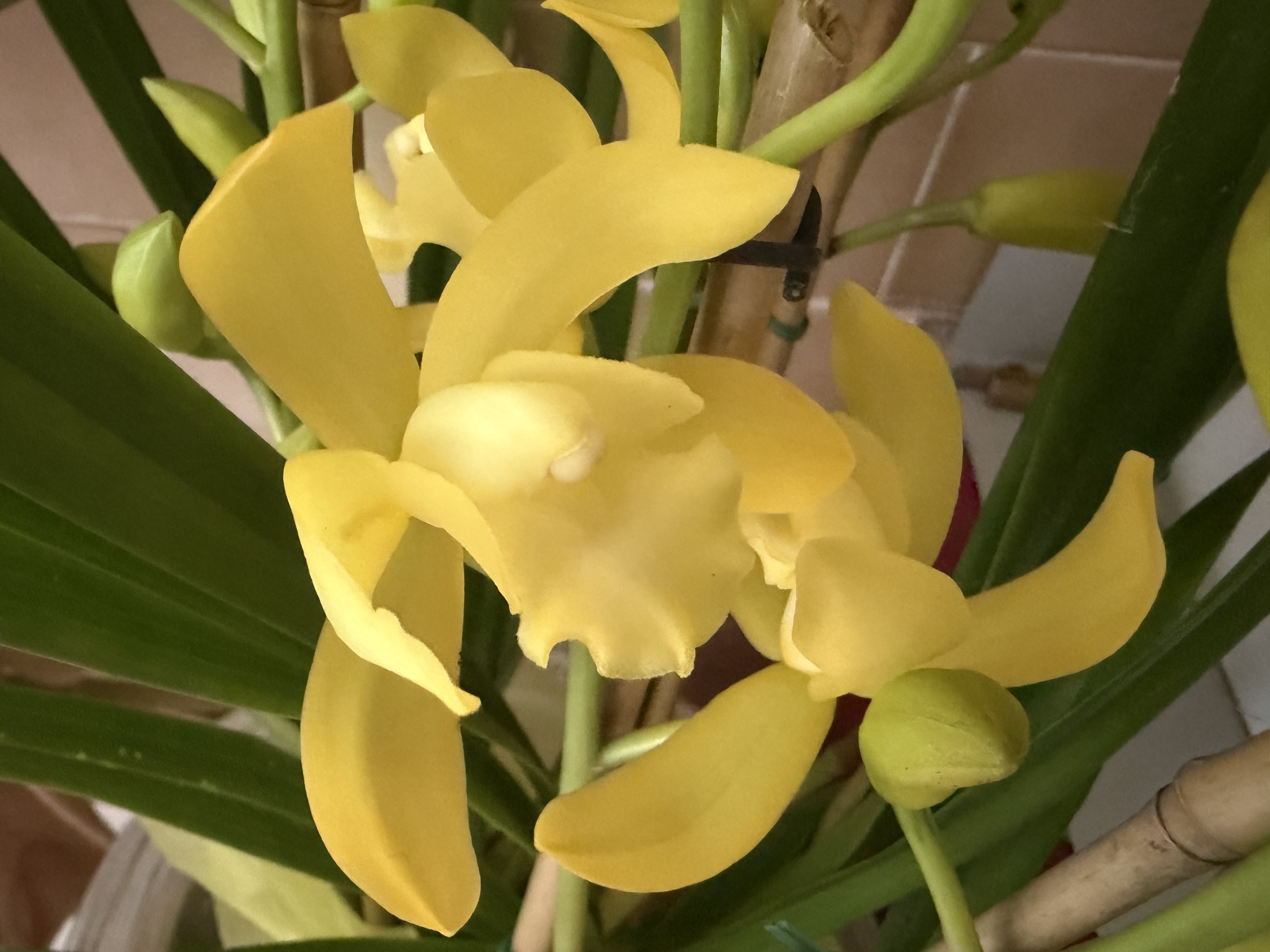Cymbidium September Yellow