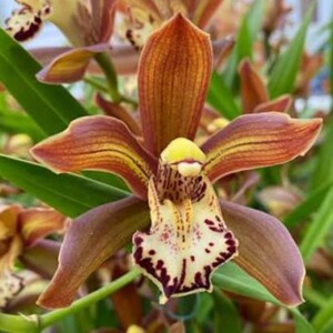Cymbidium Schroeder