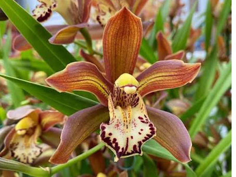 Cymbidium Schroeder
