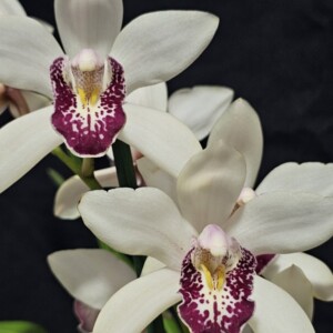 Cymbidium Summer Pearl 'Selma'